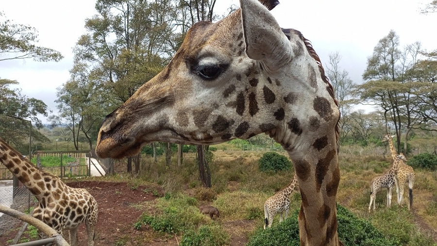 Жираф-Центр в Найроби, Кения