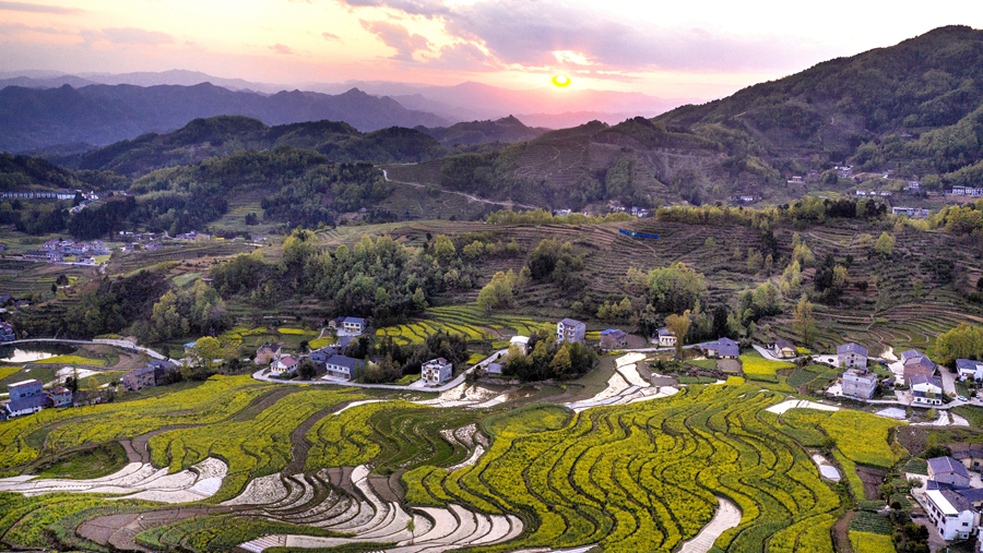 Цветение рапса на террасированных полях в провинции Шэньси