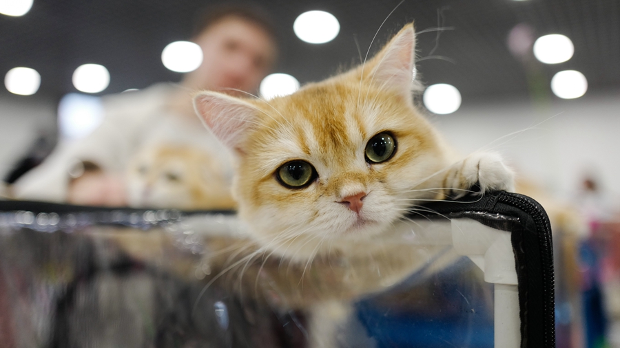 Выставка кошек в Москве