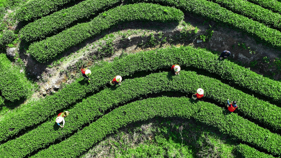 Члены партии и волонтеры помогают фермерам собирать чай