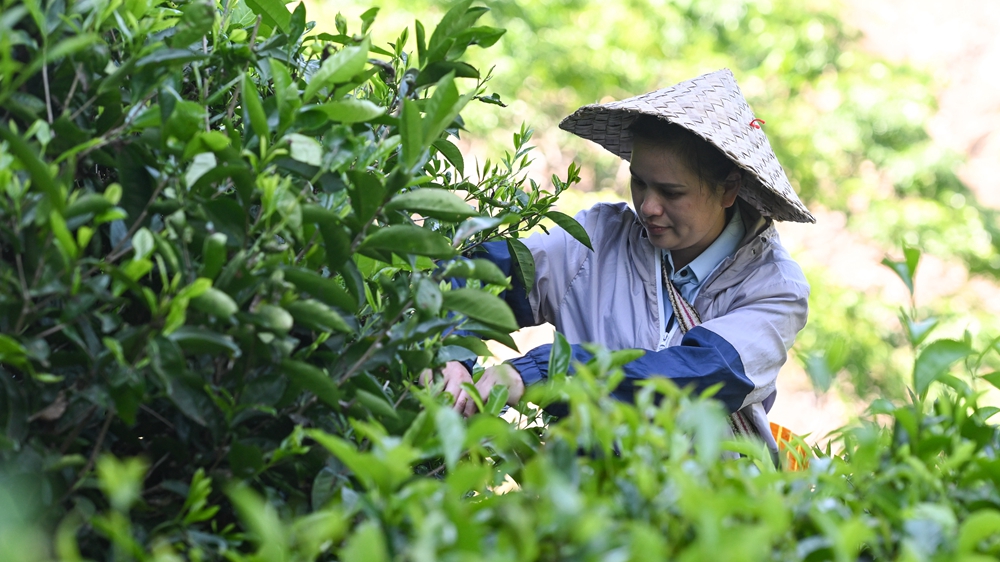 Развитие сельского туризма и чайной индустрии в деревне Маона содействуют возрождению сельских районов
